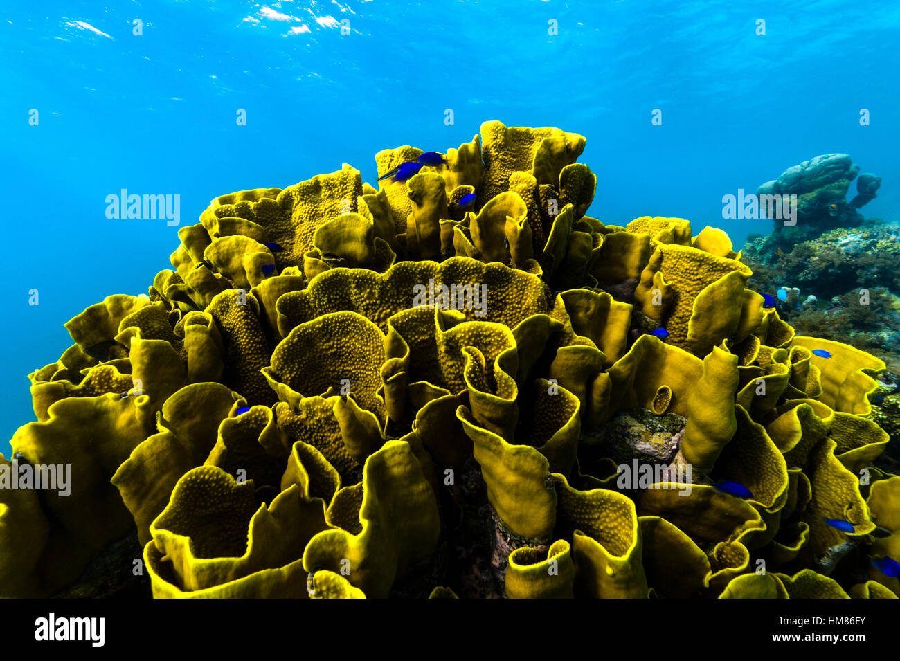 The twisted and wave-like folds of an enormous Vase Coral colony emerging from the ocean floor in a tropical reef. Stock Photo