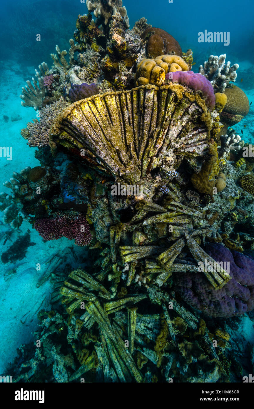 The exposed skeleton of a Brain Coral on a tropical reef with live corals nearby. Stock Photo