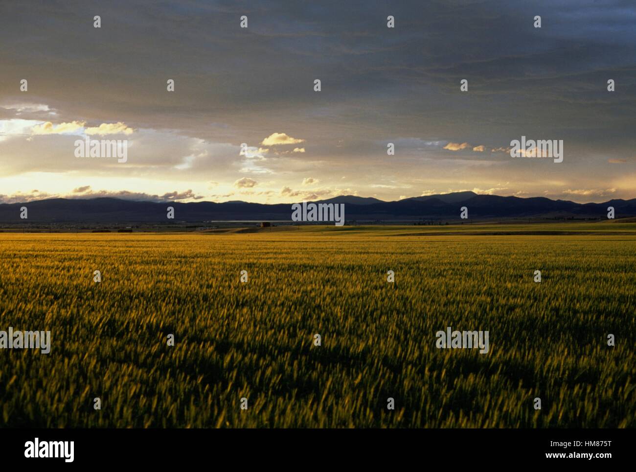 Wheat Montana Prairie Gold