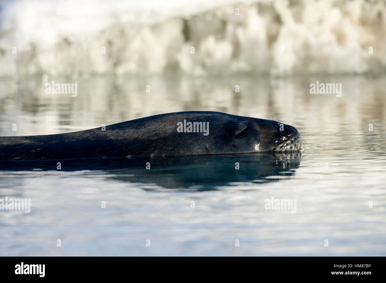 A Weddell Seal swimming in a hole in melting sea ice. Stock Photo