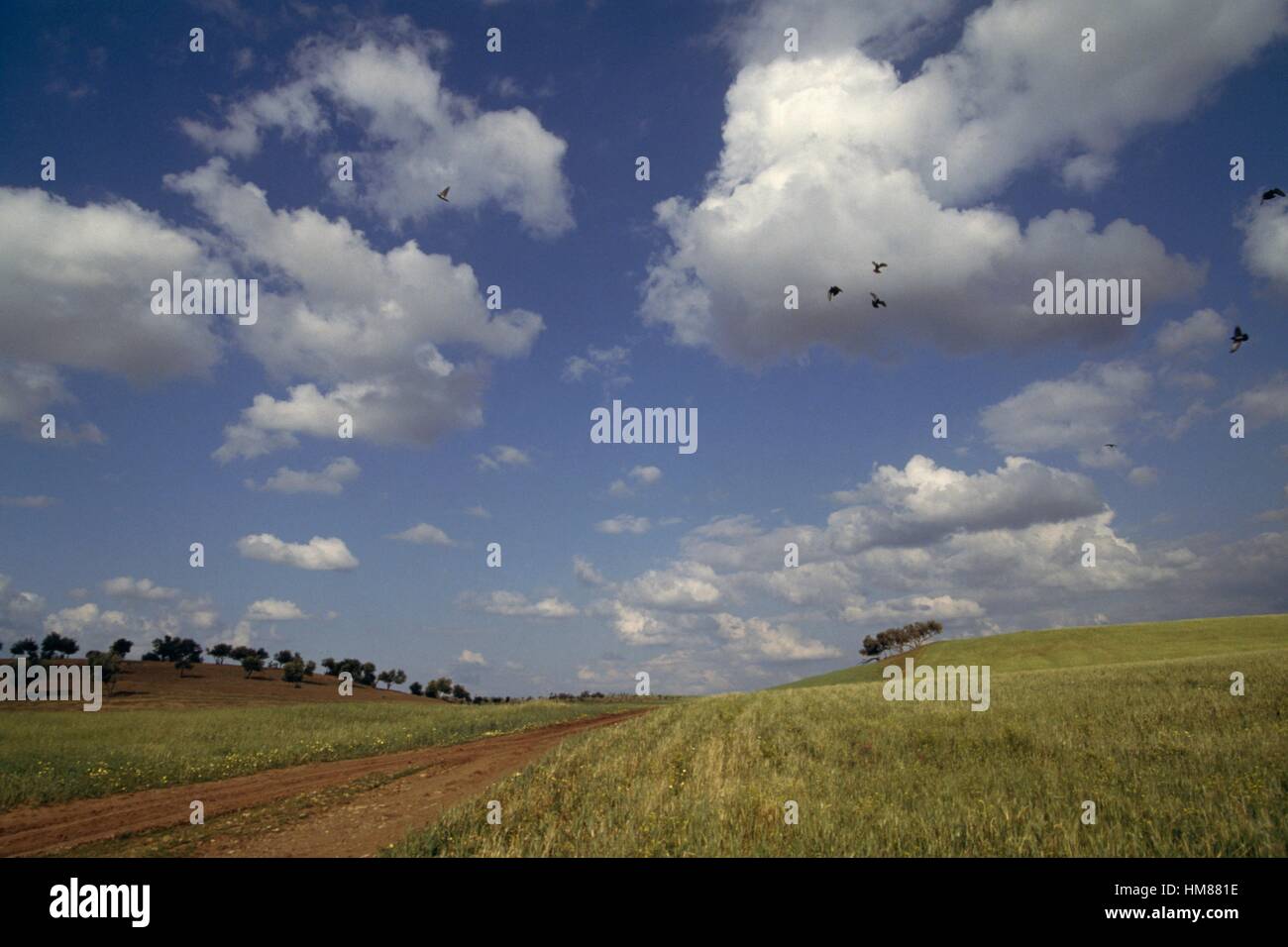 Agricultural landscape near Bordj Emir Khaled, south of Khemis Miliana, Algeria. Stock Photo