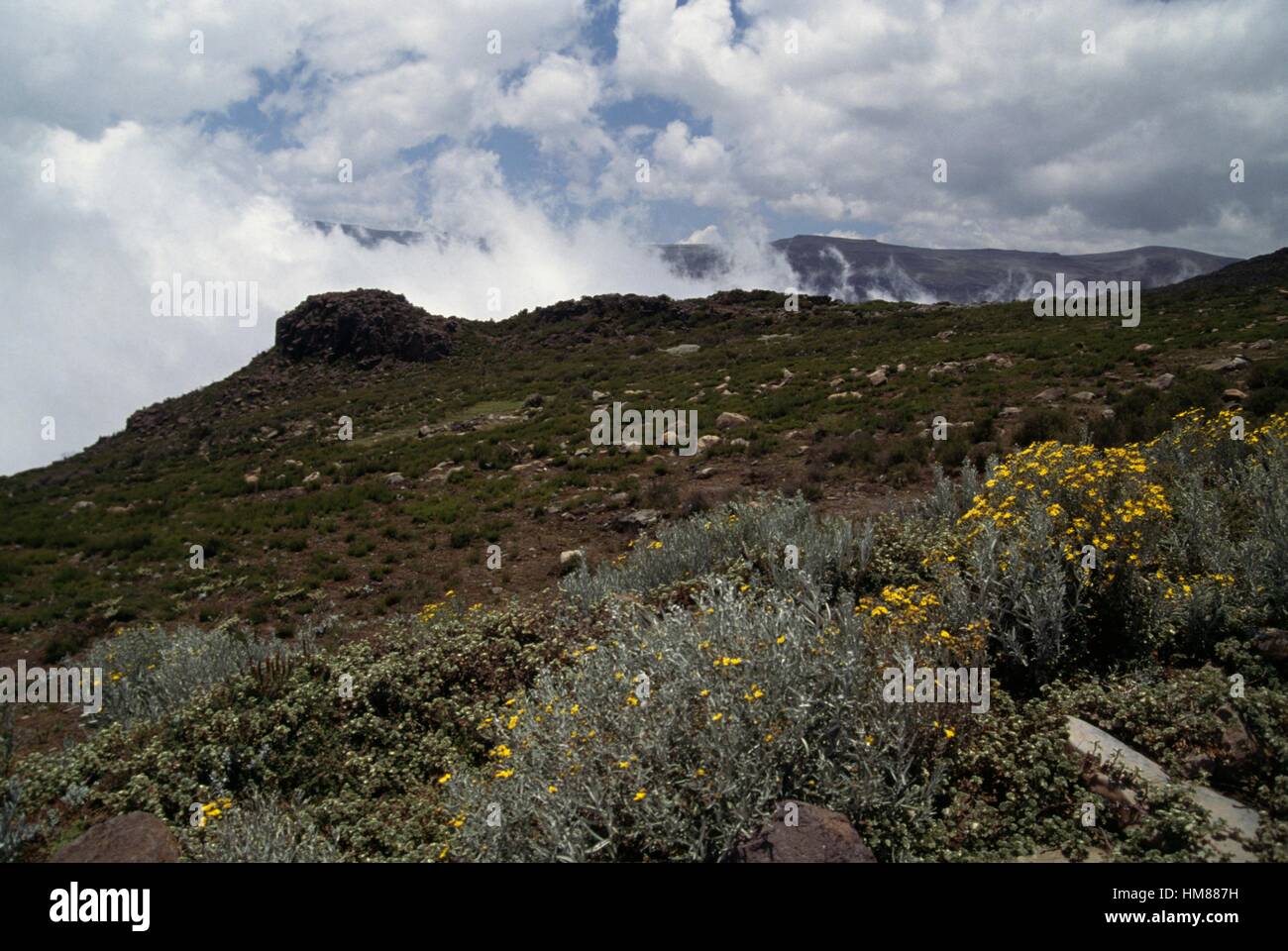 Everlasting (Helichrysum sp), Asteraceae, Sanetti Plateau, Bale or Urgoma Mountains National Park, Ethiopia. Stock Photo