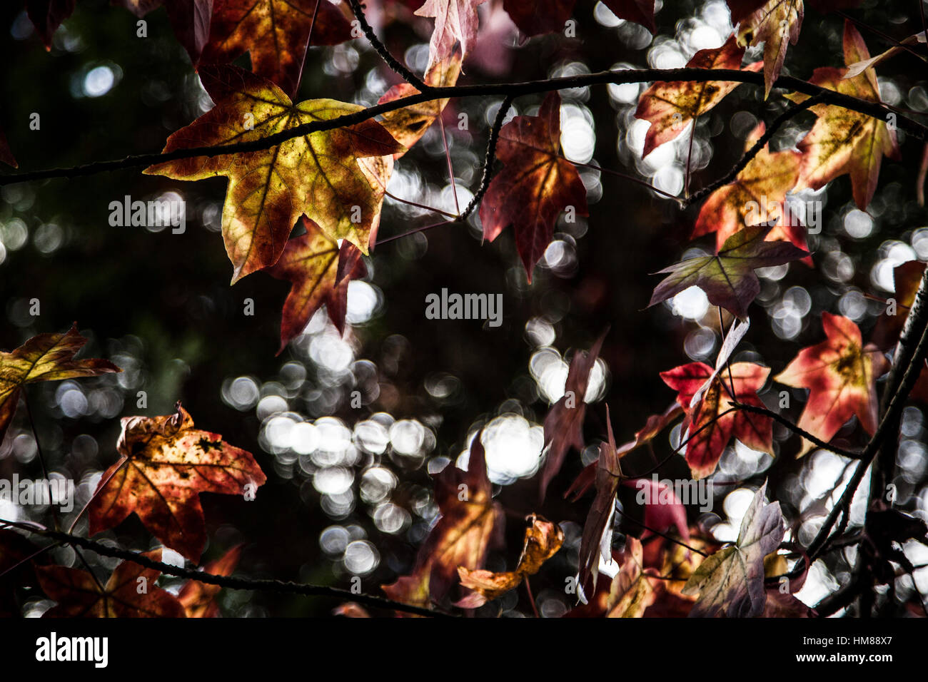 Autumn Leaves on Tree Branches with Dappled Light Stock Photo - Alamy