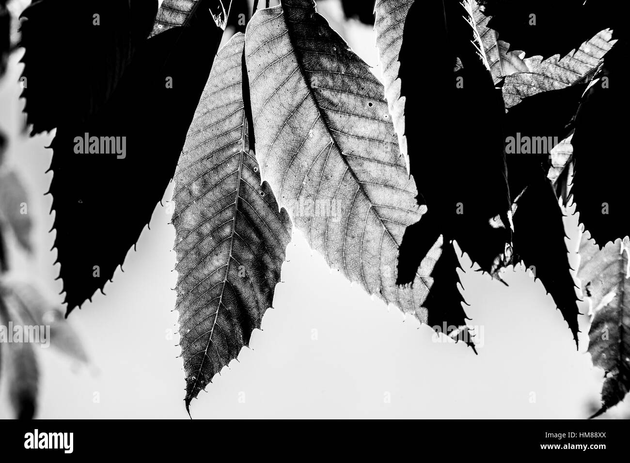 Tree leaves Black and White Stock Photos & Images - Alamy