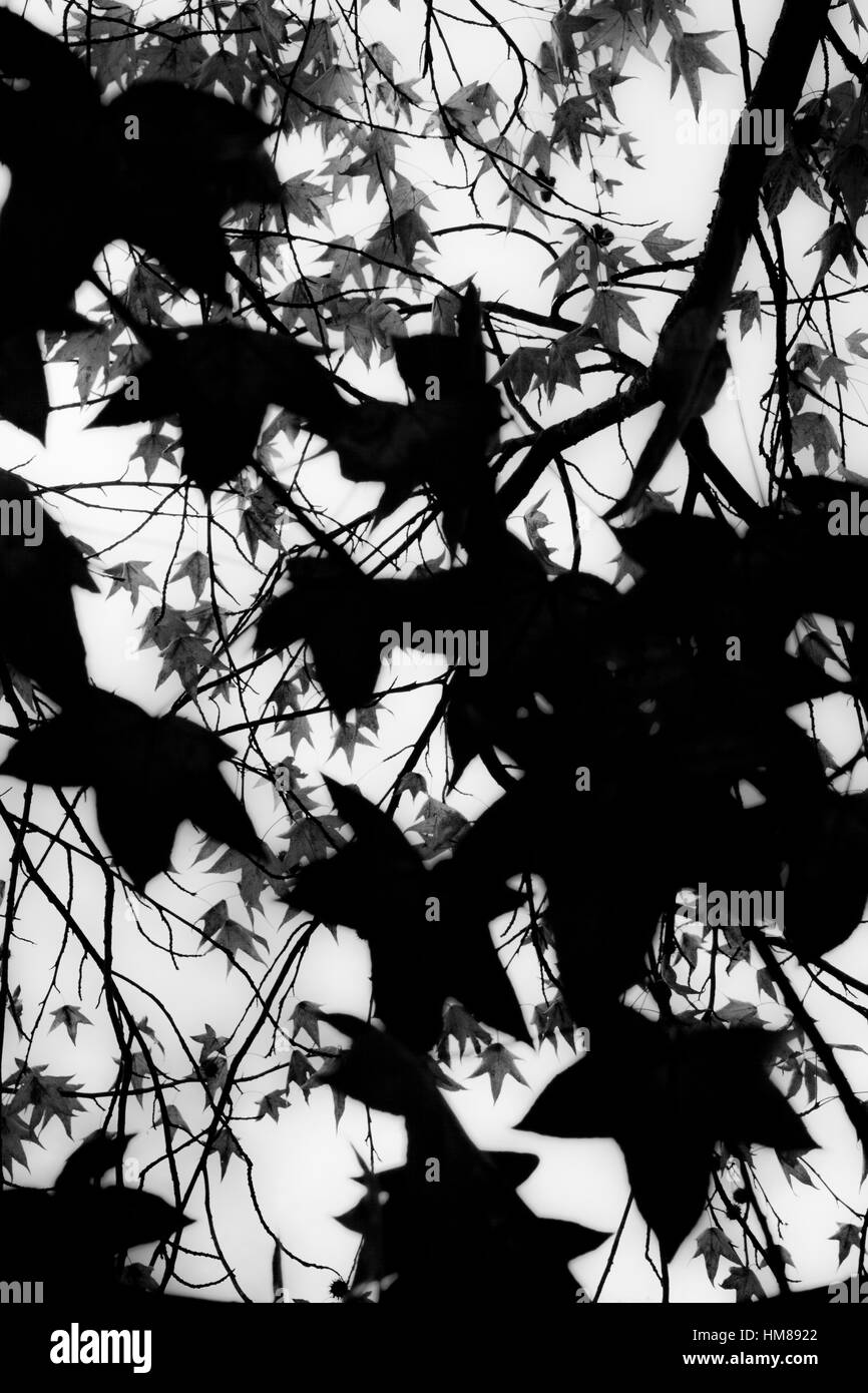 Silhouette of Maple Tree branches and Leaves against Sky Stock Photo