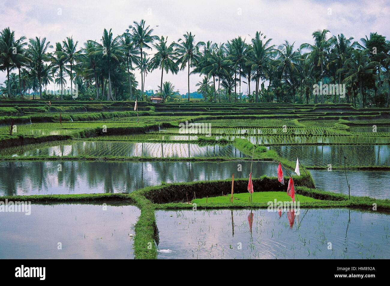 Overcast rice terraces hi-res stock photography and images - Alamy