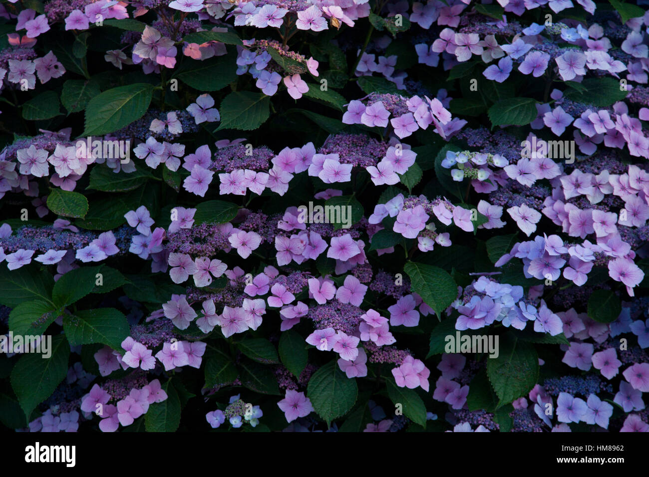 Nature purple plants hi-res stock photography and images - Alamy