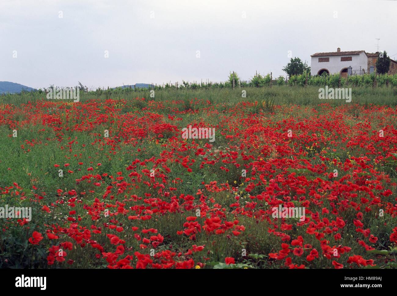 Poppies in bloom near Sambuca Val di Pesa, Tuscany, Italy. Stock Photo