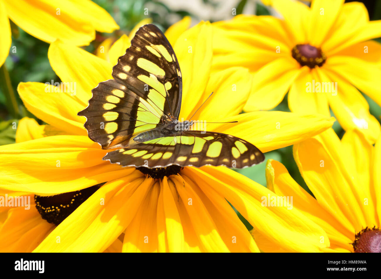 Florida malachite butterfly on the flower - This photo was taken at botanical garden in Illinois Stock Photo