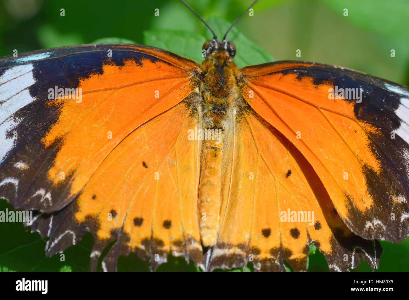 Common Lacewing Butterfly - This photo was taken at botanical garden in Illinois Stock Photo