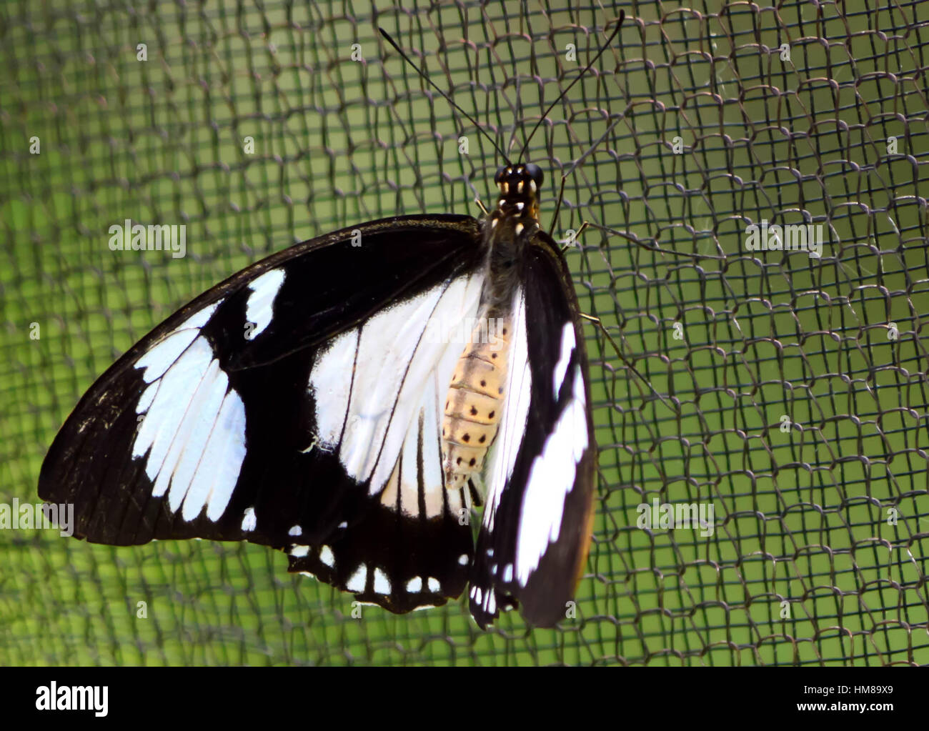 Paperkite Butterfly - This photo was taken at botanical garden in Illinois Stock Photo