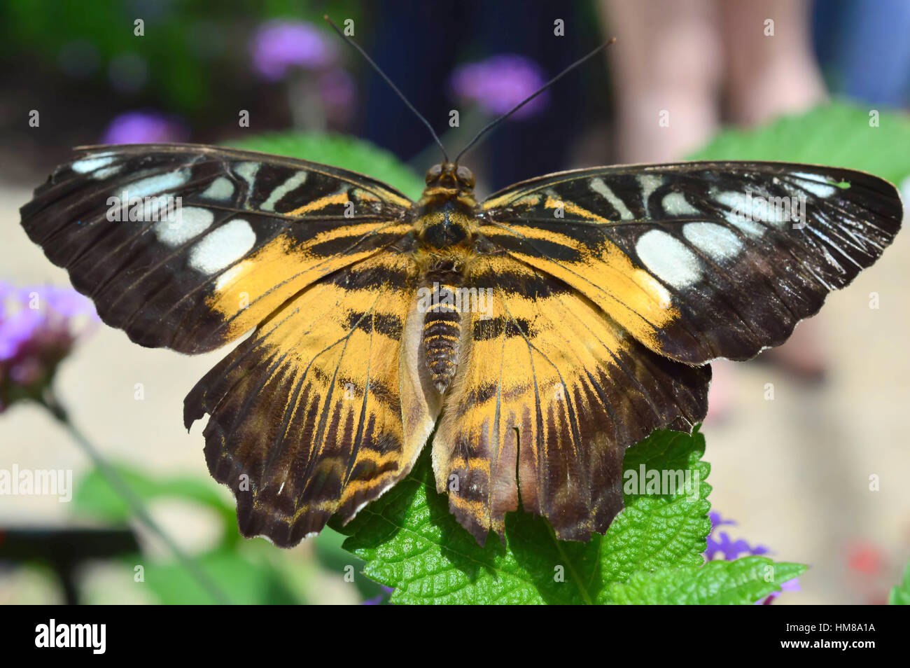 Clipper Butterfly - This photo was taken at botanical garden in Illinois Stock Photo