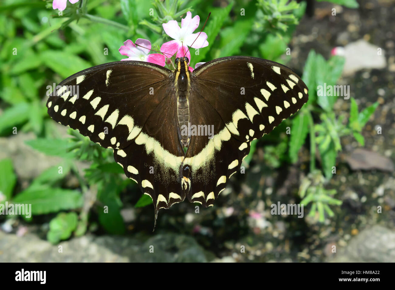 Black Swallowtail Butterfly - This photo was taken at botanical garden in Illinois Stock Photo