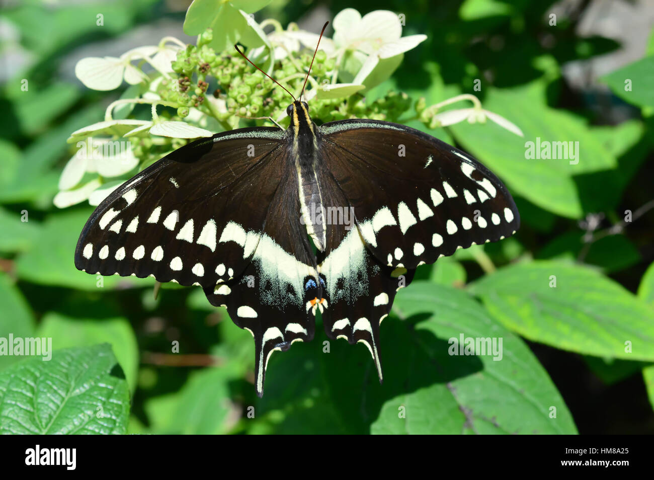 Orchard Swallowtail Butterfly - This photo was taken at botanical garden in Illinois Stock Photo