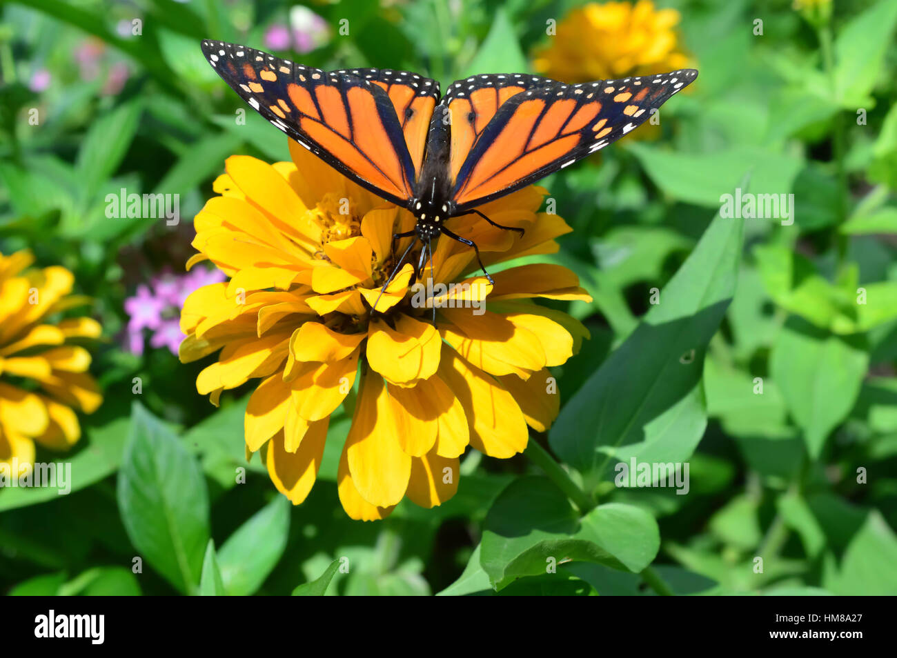 Monarch Butterfly - This photo was taken at botanical garden in Illinois Stock Photo