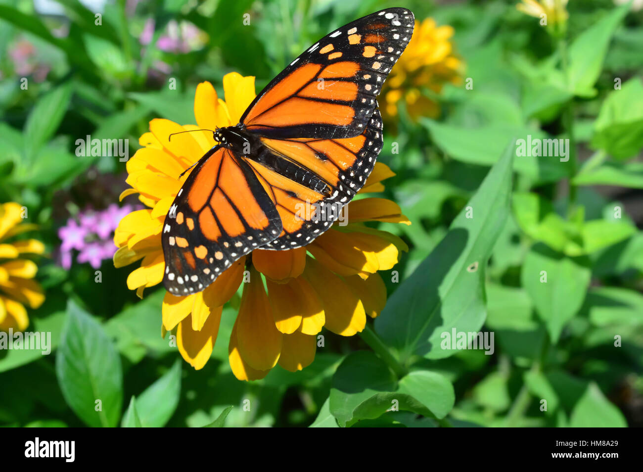 Monarch Butterfly on the flower - This photo was taken at botanical garden in Illinois Stock Photo