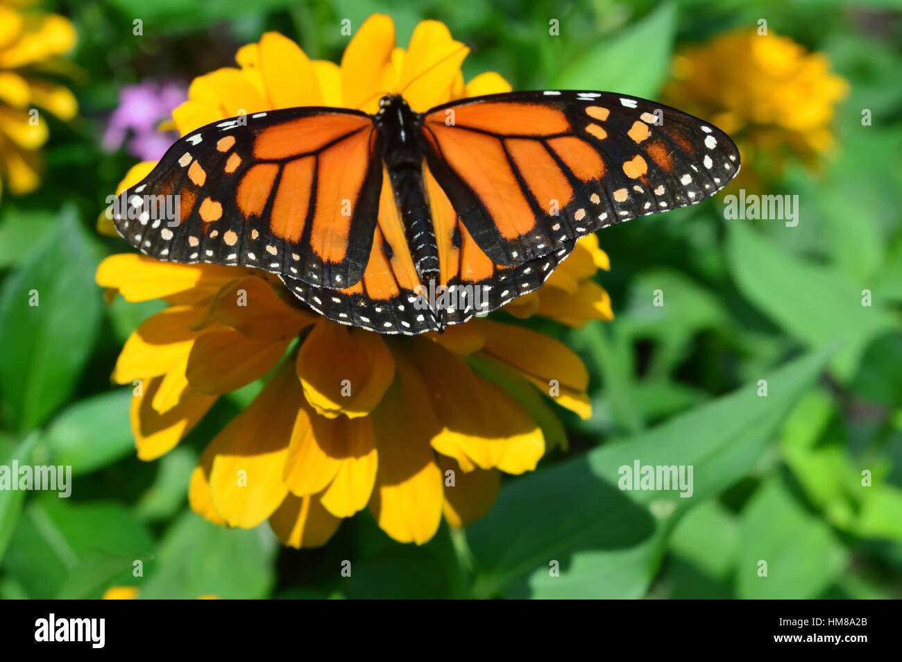 Monarch Butterfly on the sunflower - This photo was taken at botanical garden in Illinois Stock Photo