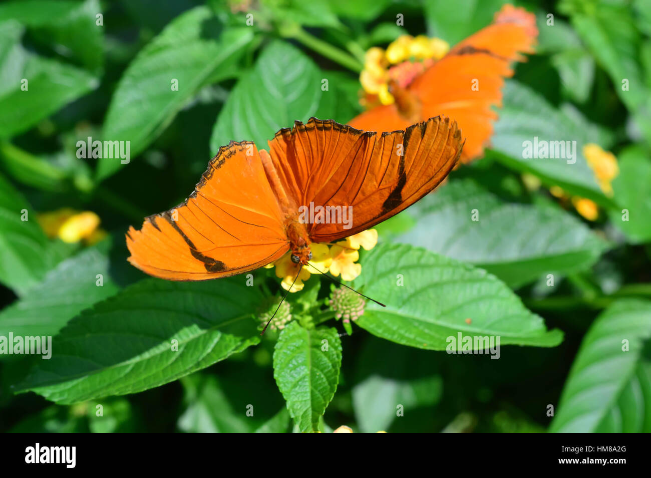 Dryas Julia Butterfly - This photo was taken at botanical garden in Illinois Stock Photo