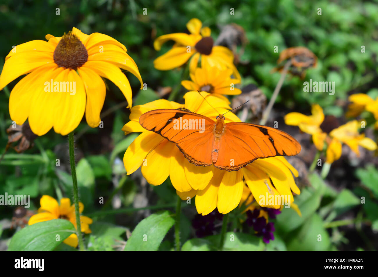 Julia Butterfly on the sunflower - This photo was taken at botanical garden in Illinois Stock Photo