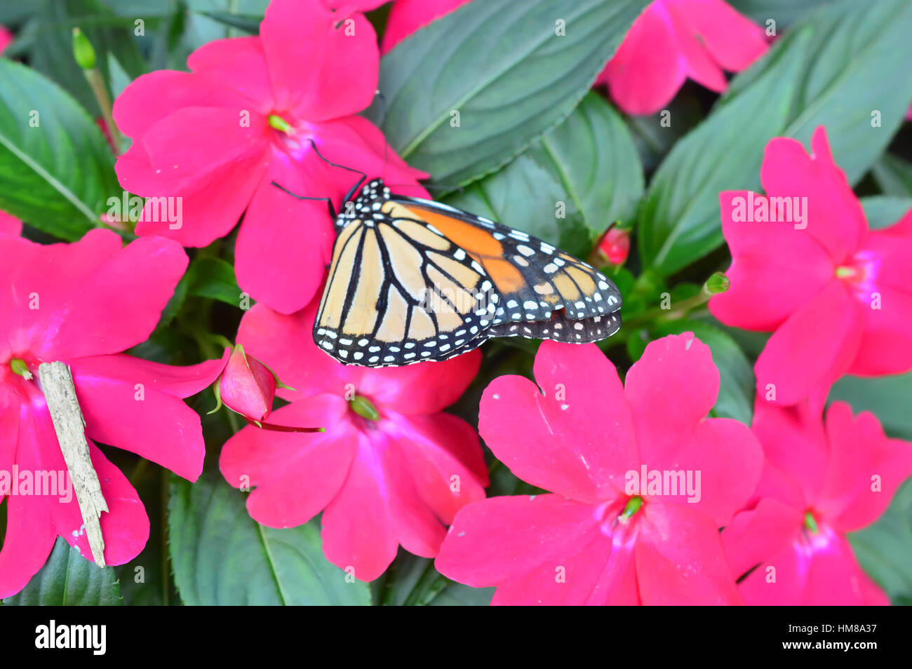Monarch Butterfly on the flowers - This photo was taken at botanical garden in Illinois Stock Photo