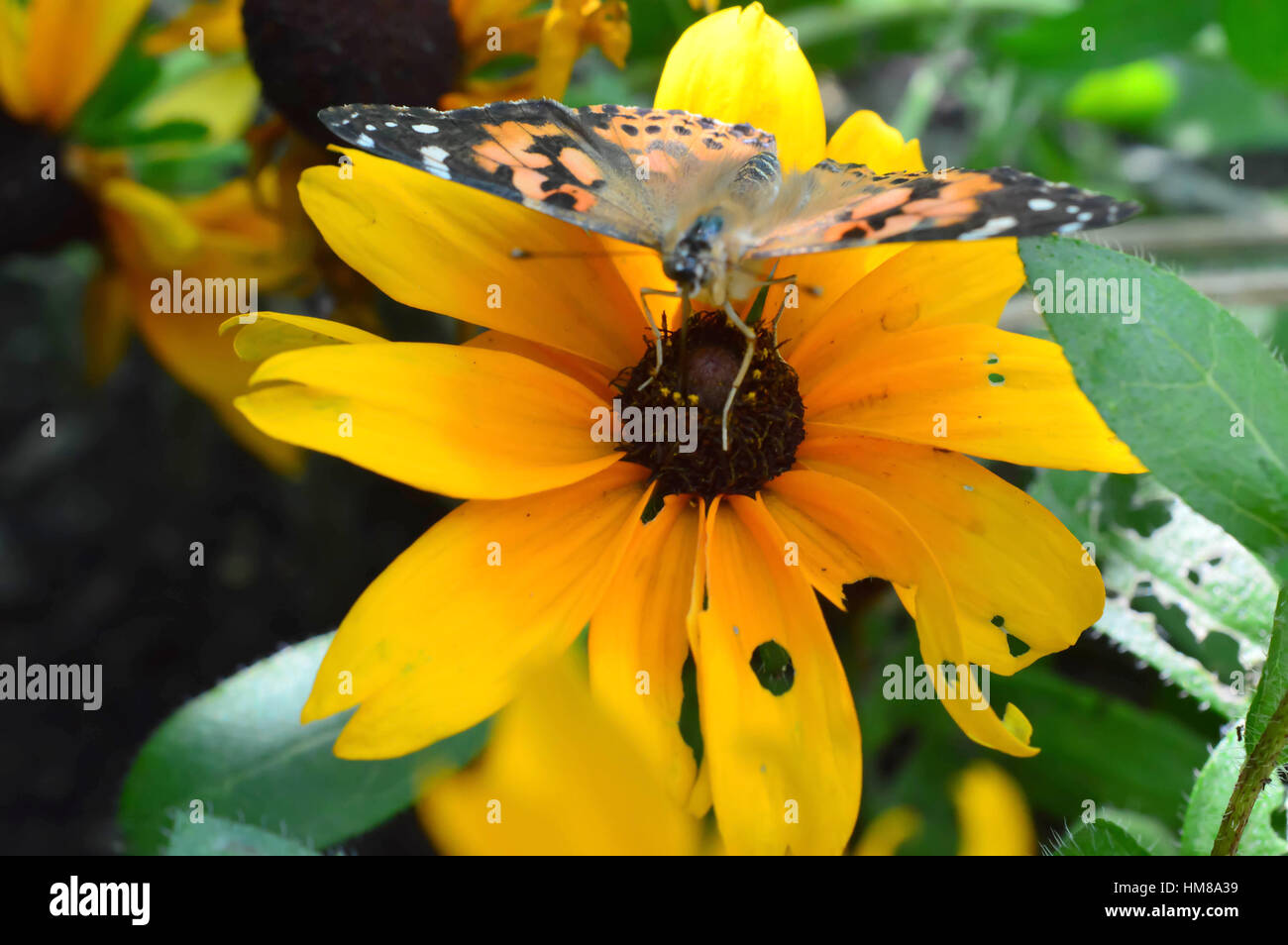 Julia Butterfly on the flower - This photo was taken at botanical garden in Illinois Stock Photo