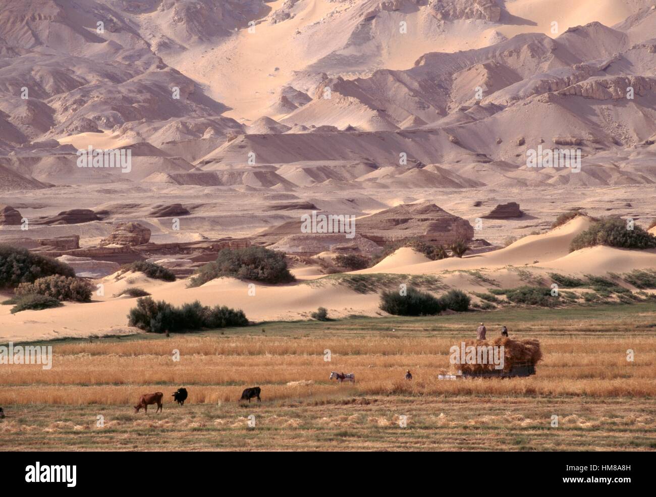 Grazing animals, Dakhla oasis, Libyan desert, Egypt Stock Photo - Alamy