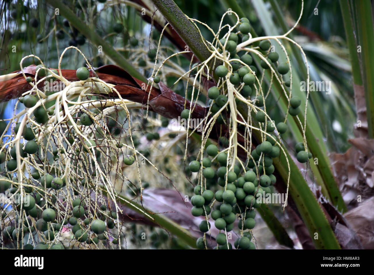 Palm tree seeds hires stock photography and images Alamy