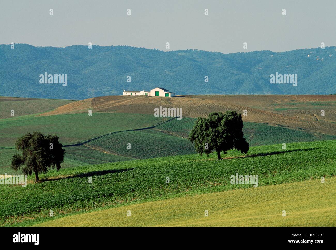A farmhouse in the cultivated landscape of Almodovar del Rio, Andalusia