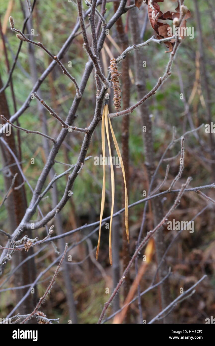 Pine needle caught on a limb.Tioga County,Pennsylvania,USA Stock Photo