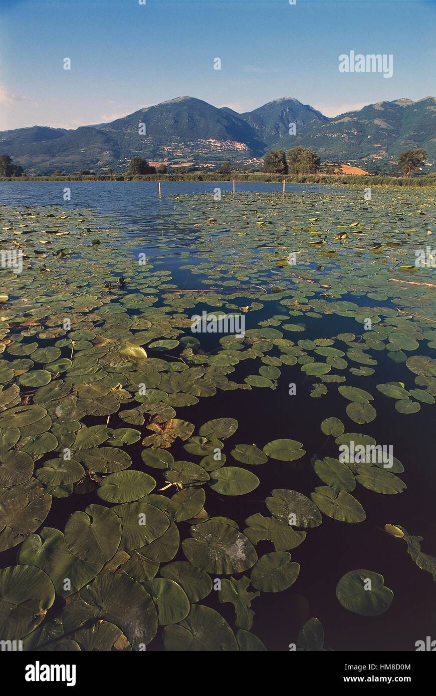 Water lilies on Lungo lake, Nature Reserve of Lungo and Ripasottile