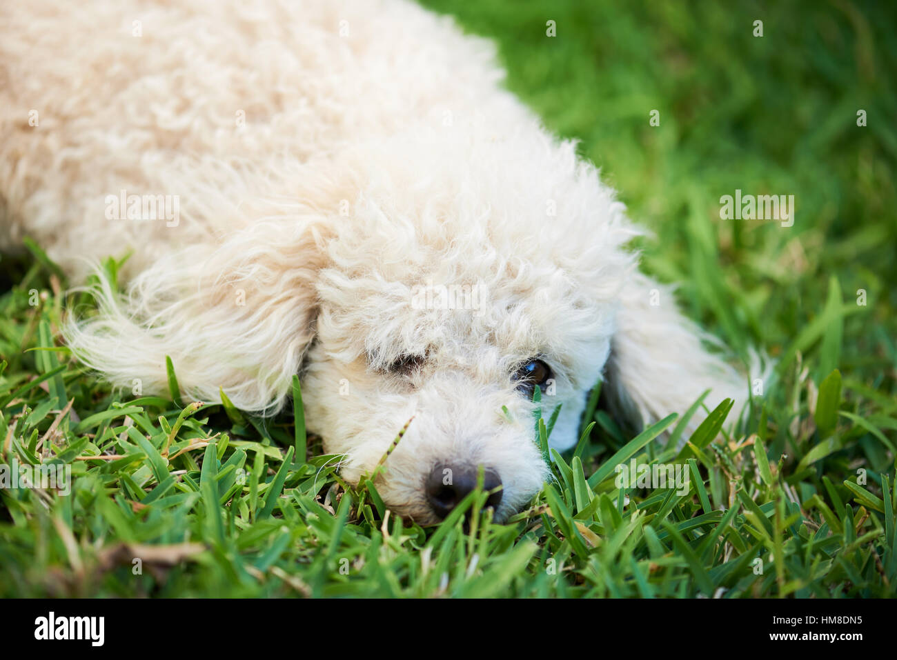 white cute poodle sleep on green grass Stock Photo - Alamy
