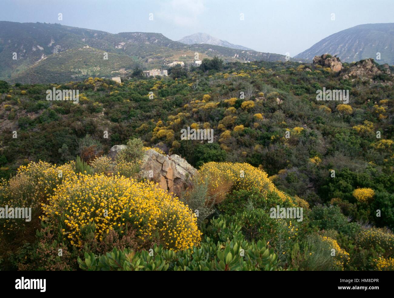 Maquis shrubland, Lipari, Aeolian Islands (Unesco World Heritage List, 2000), Sicily, Italy. Stock Photo