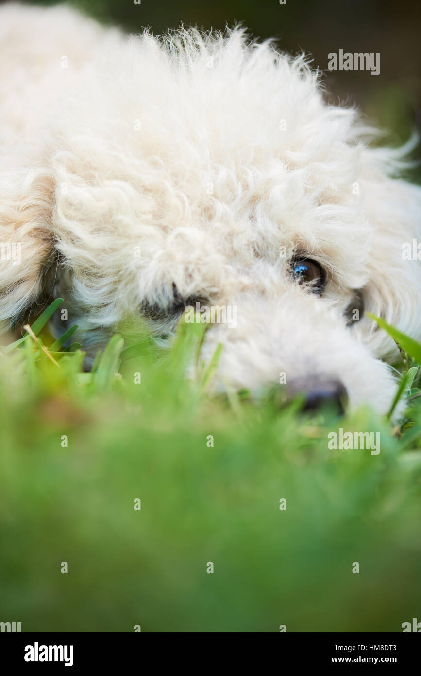 cute white french poodle laying on the grass Stock Photo