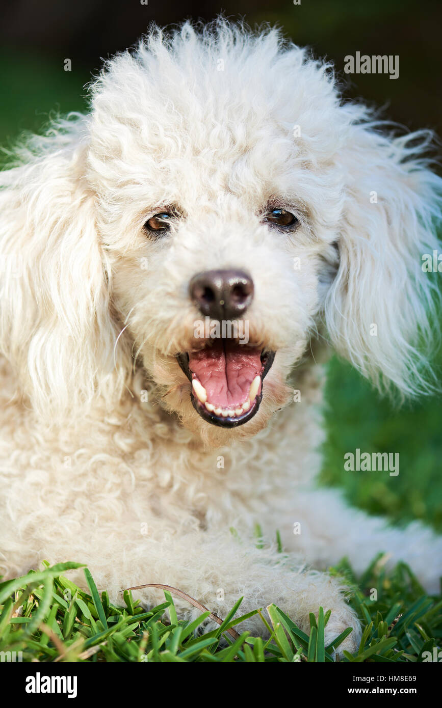portrait of white poodle lay on grass in park Stock Photo - Alamy
