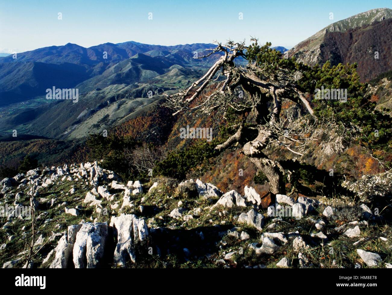 Bosnian pine (Pinus heldreichii) on Dragon hill, Pollino national park, Calabria, Italy. Stock Photo