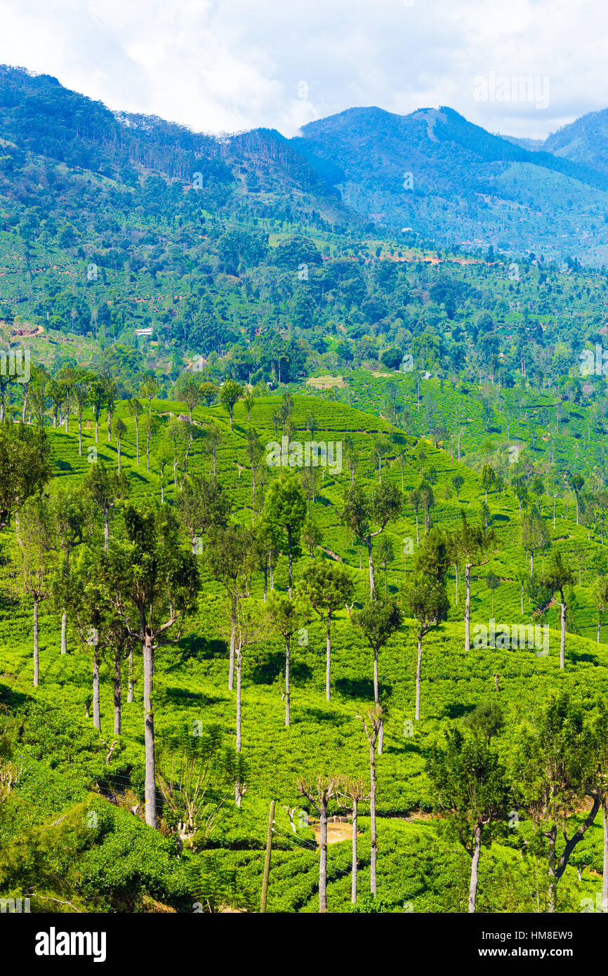 Rolling hills and valleys of tea plantation estate with breathtaking view of surrounding mountains in highland city of Haptuale Stock Photo