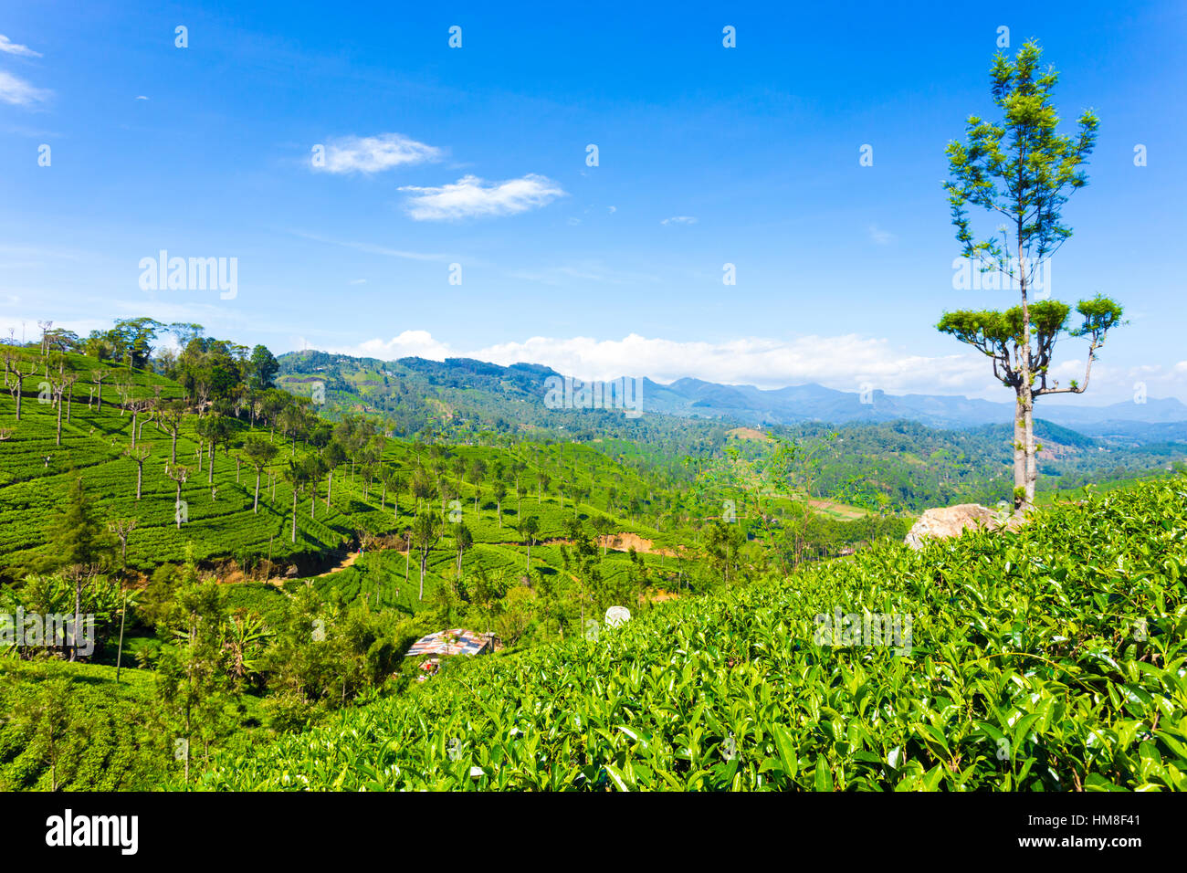 Beautiful scenic view of valley and surrounding mountains at neatly manicured tea plants on sunny day in tea plantation estate Stock Photo