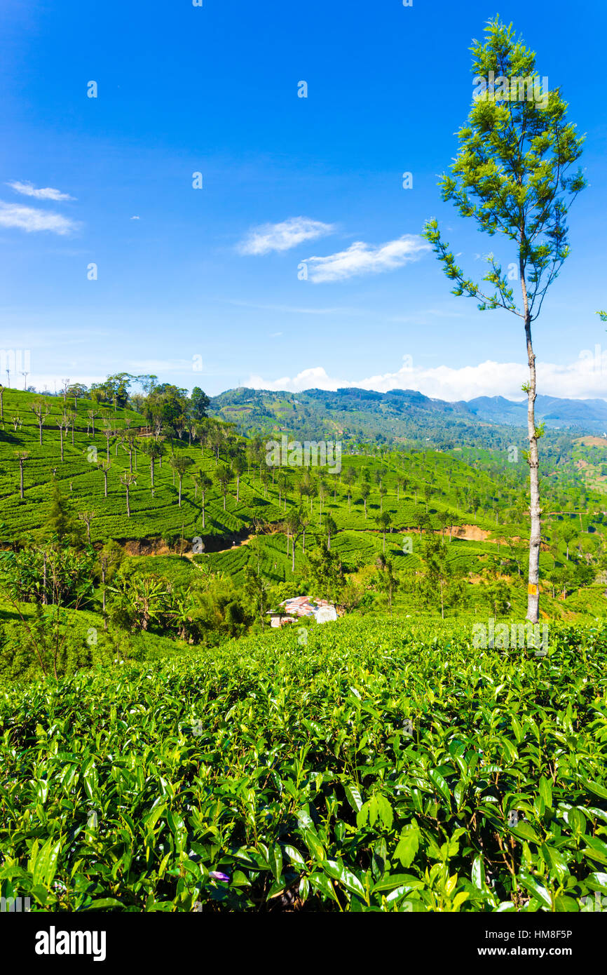 Beautiful scenic view of valley and surrounding mountains at  neatly manicured tea plants on sunny day in tea plantation estate Stock Photo
