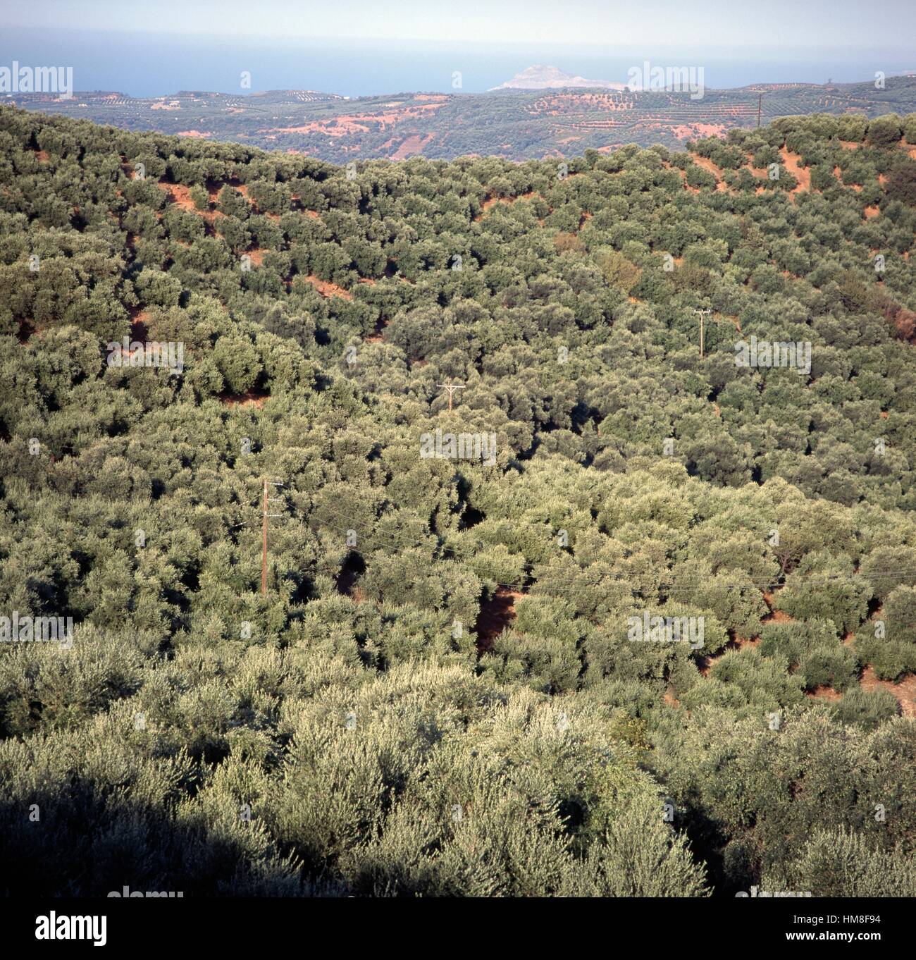 Olive groves between Palea Roumata and Voukolies, Crete, Greece Stock Photo  - Alamy