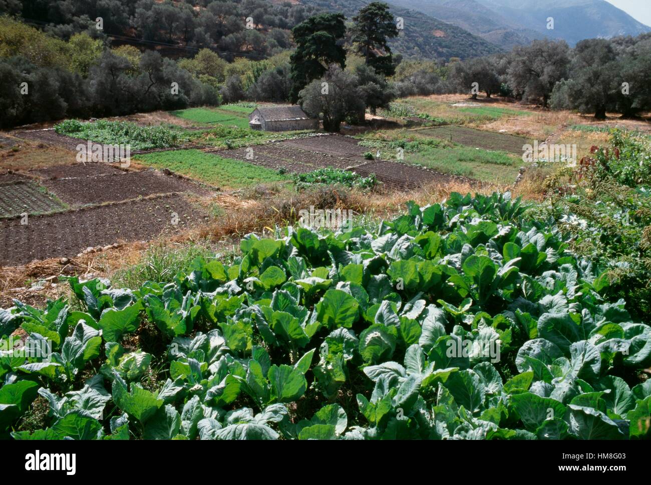 Cultivated fields near Vathi, Crete, Greece Stock Photo - Alamy