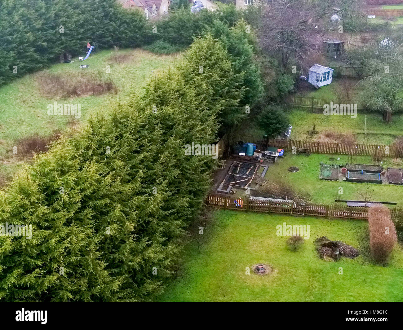 Leylandi trees at the botom of gardens on Devonshire Road, Bathampton