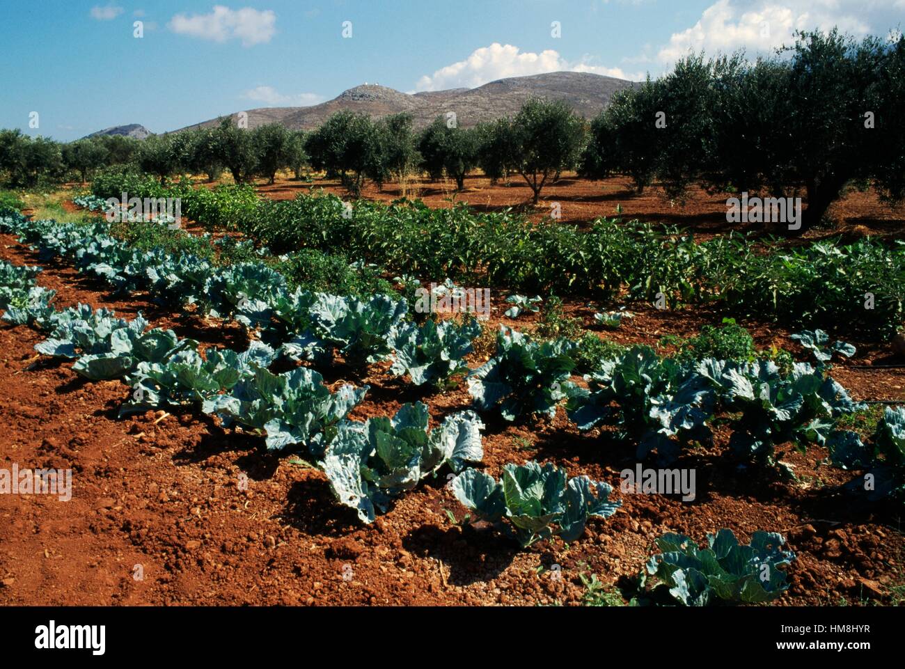 Cabbage crop and vineyard, Kastelli, Crete, Greece. Stock Photo