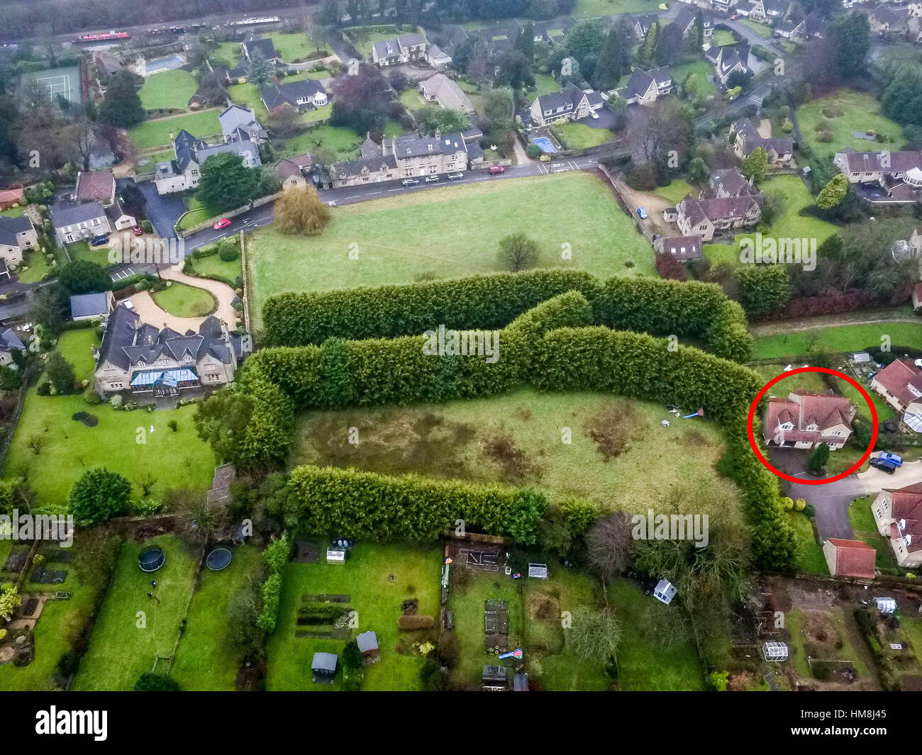 Leylandi trees at the bottom of gardens on devonshire road hires stock