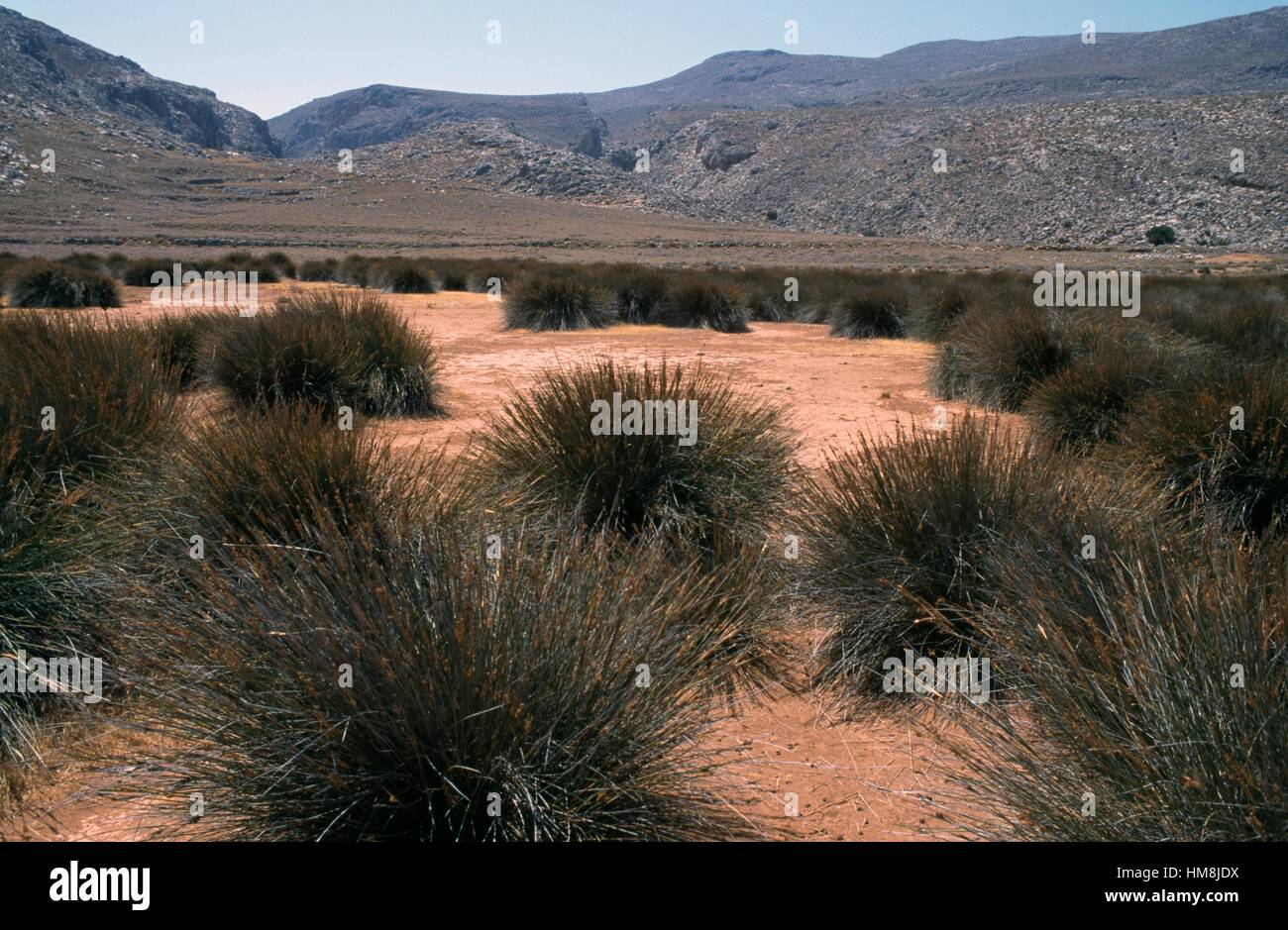 Esparto grass (Stipa tenacissima), Poaceae, near Hohlakies, Crete