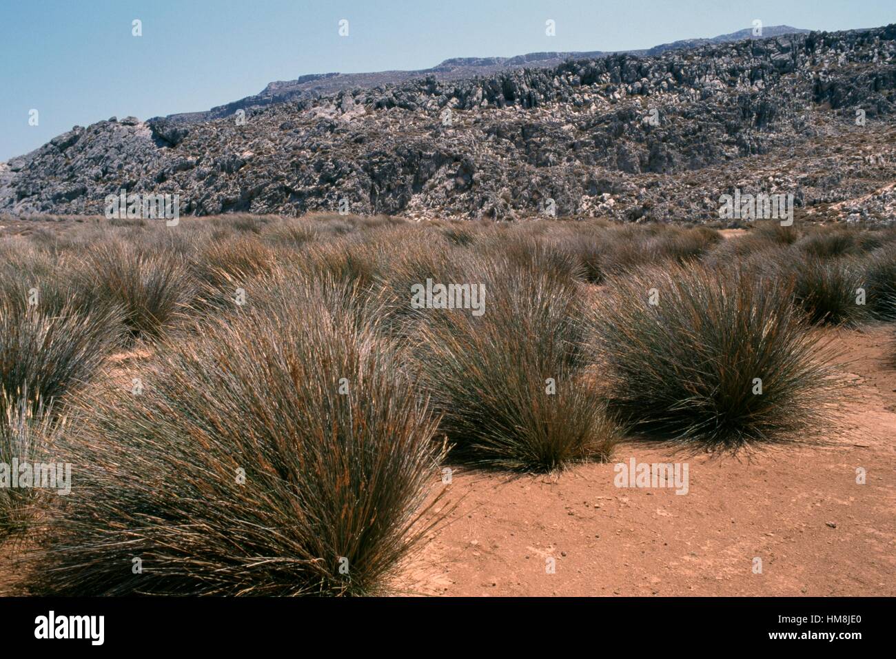 Esparto grass (Stipa tenacissima), Poaceae, near Hohlakies, Crete, Greece Stock Photo Alamy