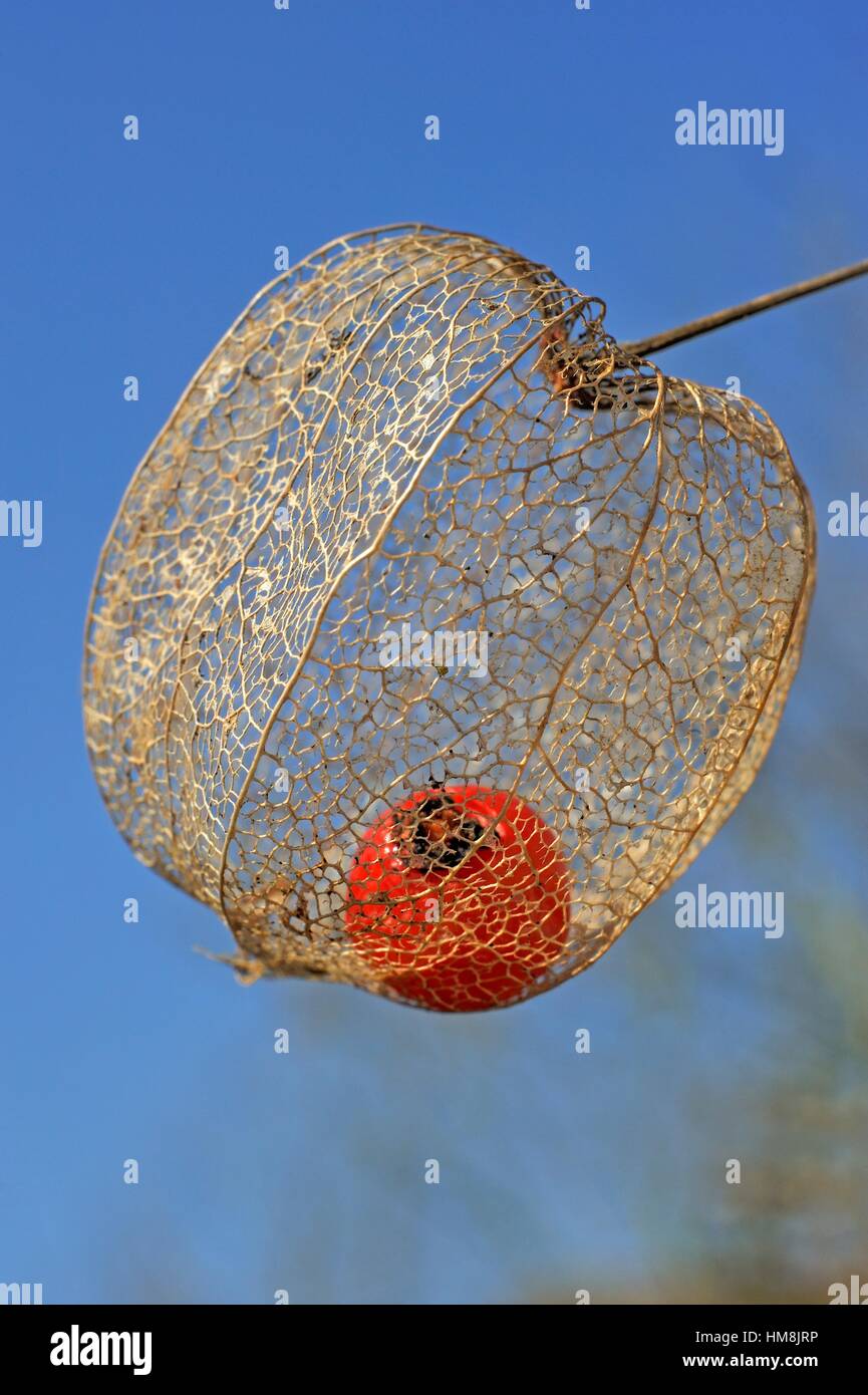 bright red fruit inside the dried husk of Chinese lantern (Physalis alkekengi). Stock Photo