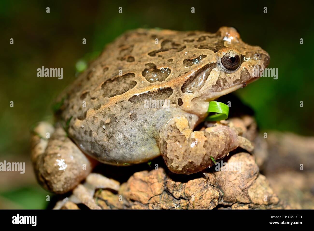 Iberian painted frog 