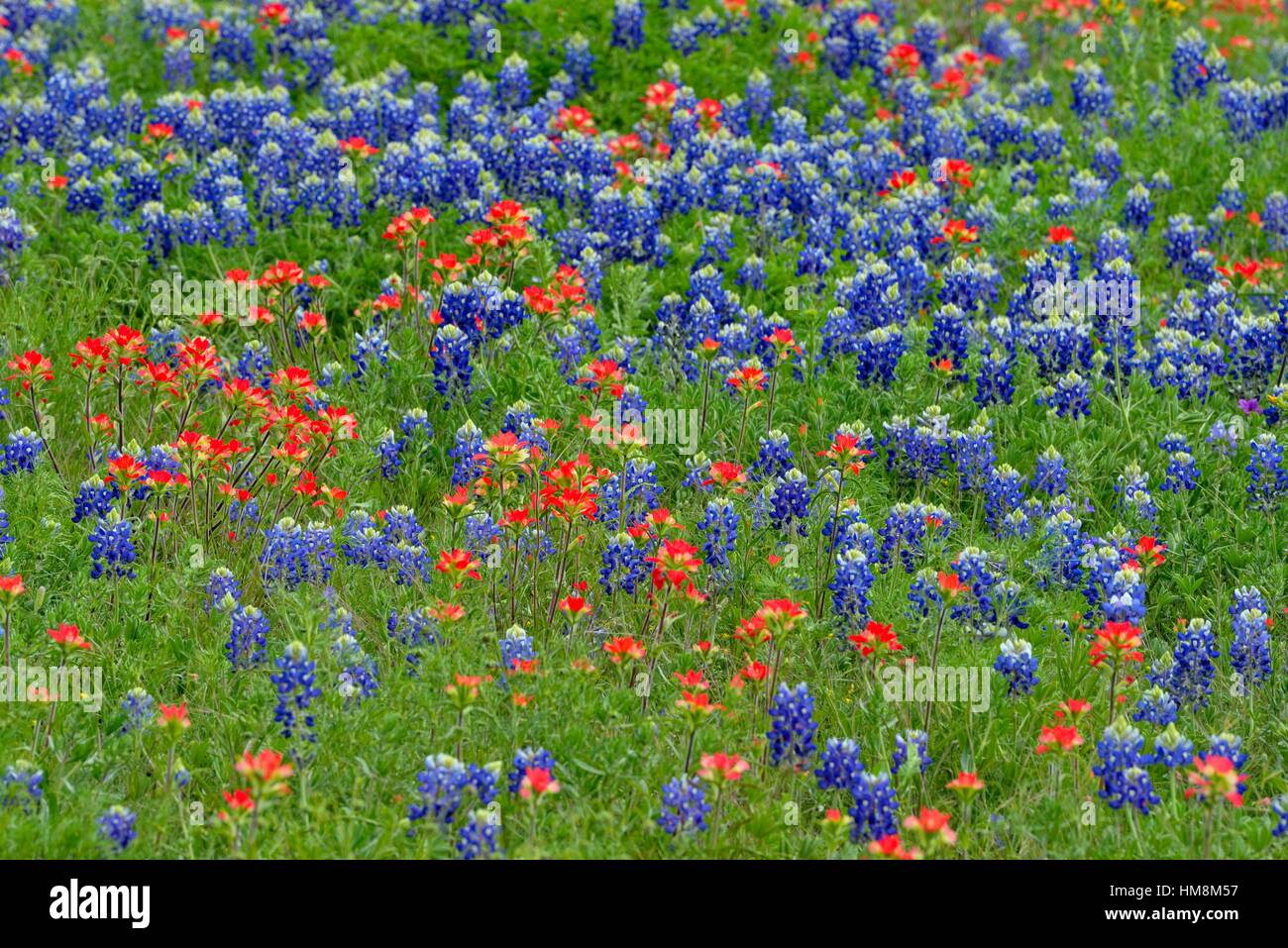 A field with flowering Texas bluebonnet (Lupinus subcarnosus) and Texas paintbrush (Castilleja indivisa), Johnson City, Texas, USA. Stock Photo
