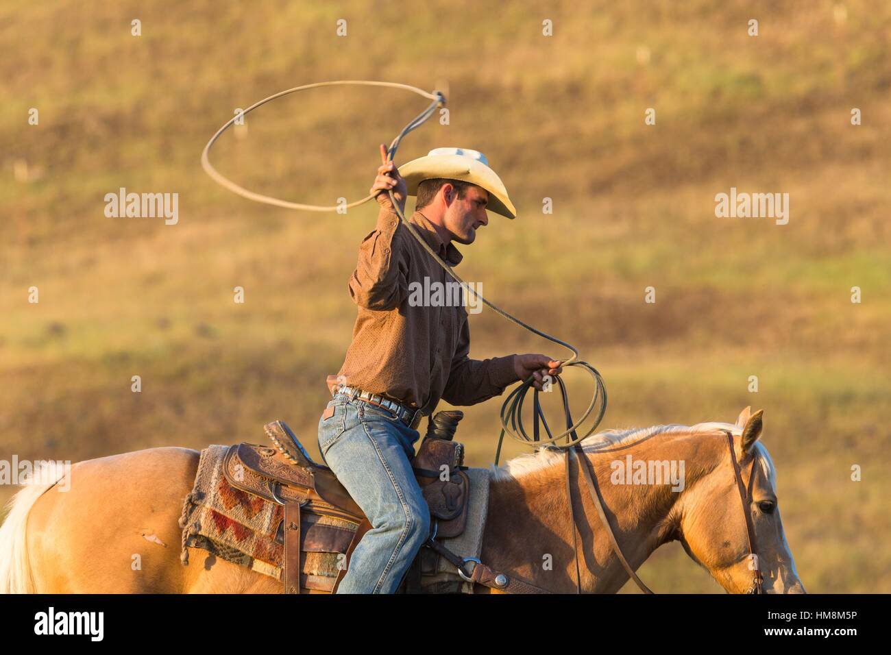 Wrangling Herding Cattle United States Stock Photos & Herding Cattle United ...
