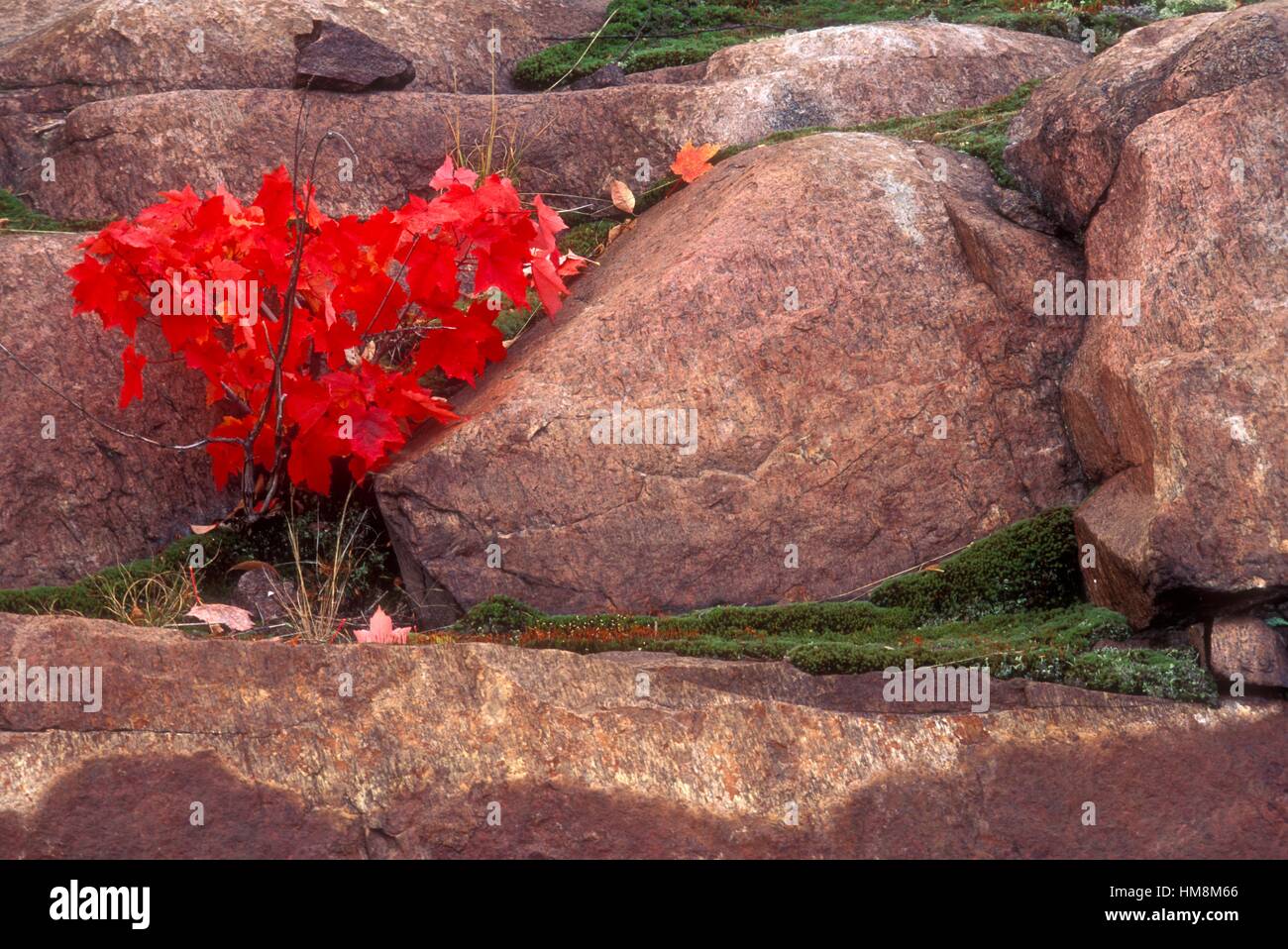 Red maple (Acer rubrum) Autumn sapling on rock ledge, Killarney